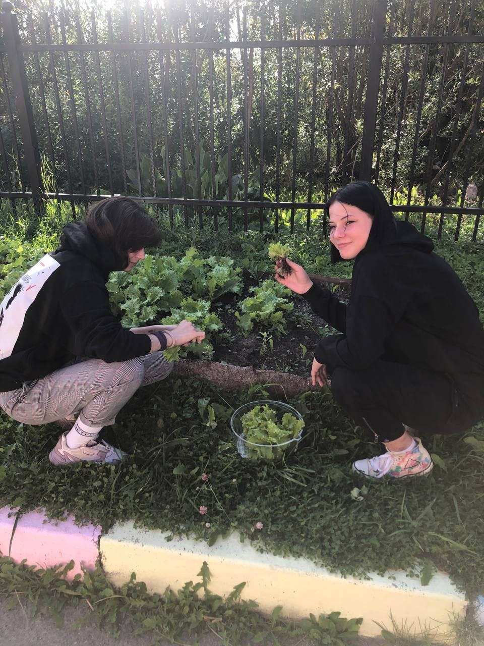 Сбор урожая