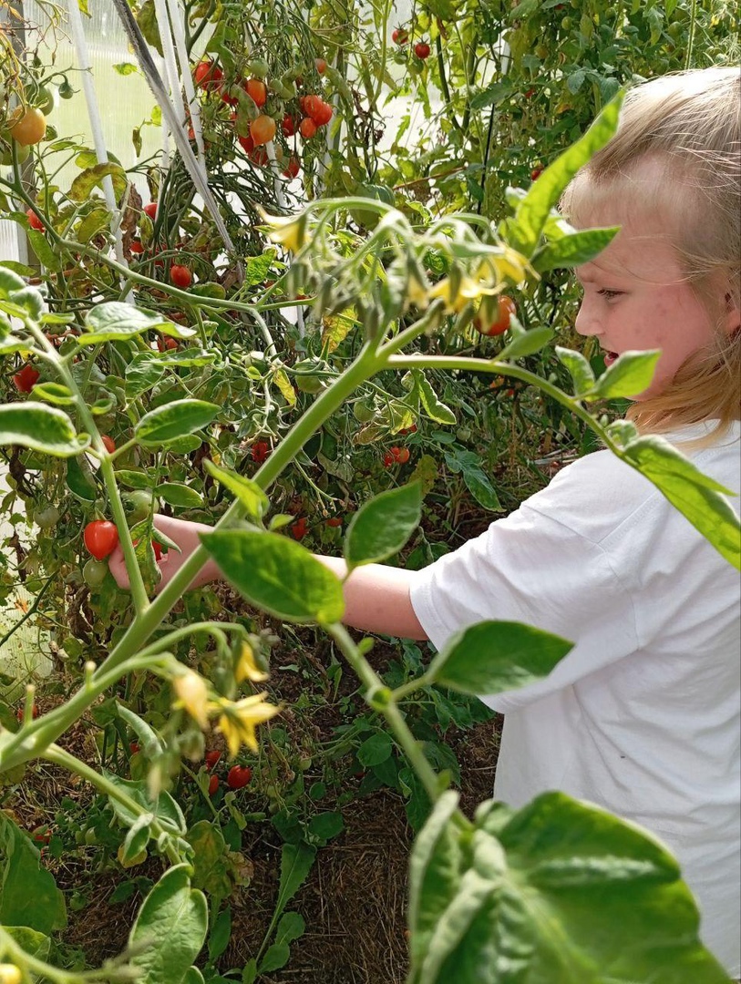 Наступила осень, и ребята с удовольствием ловят теплые деньки и собирают овощи с нашего огорода